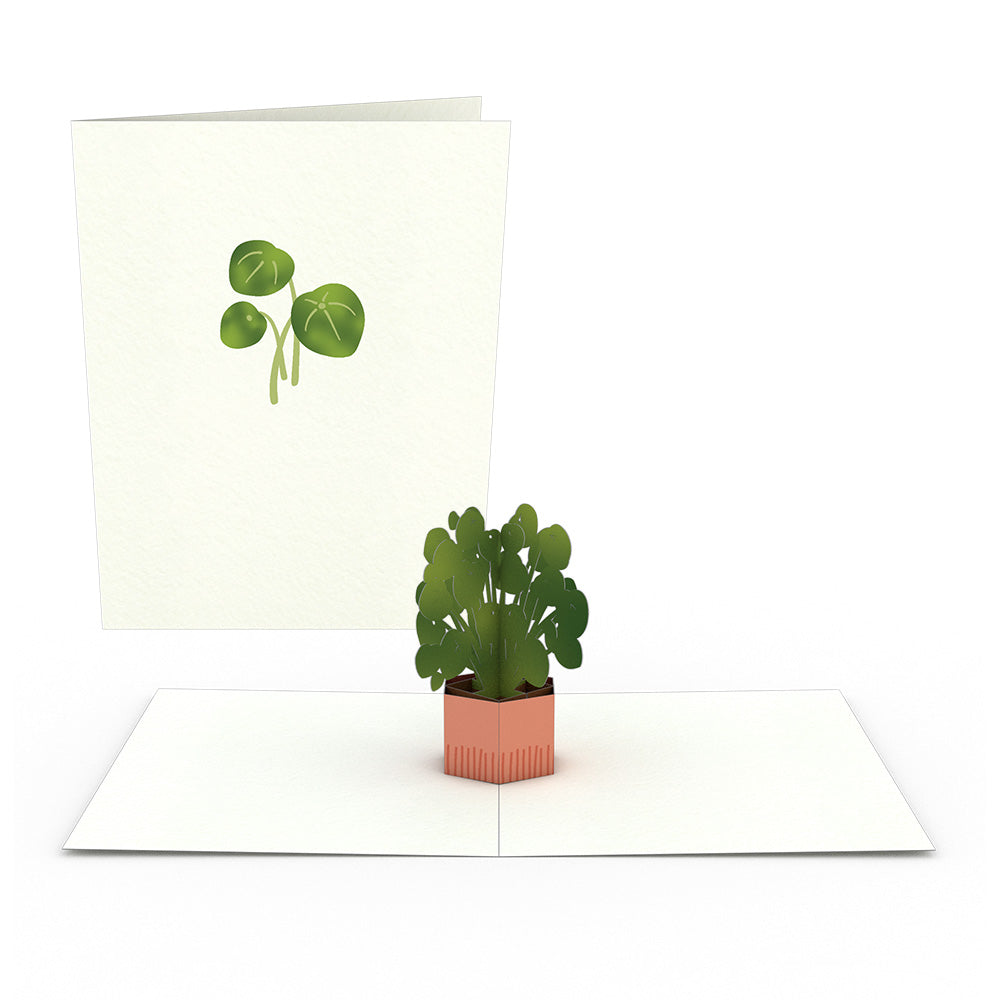 Plants Notecards (Assorted 4-Pack)